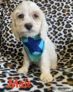 cockapoo puppies