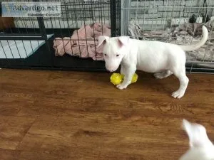 JASPER Male Mini Bull Terrier Puppy