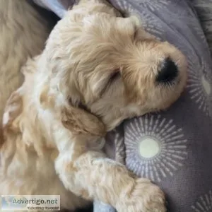 Goldendoodle Puppies