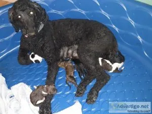 Standard Poodle Puppies