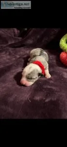 Cardigan welsh corgis