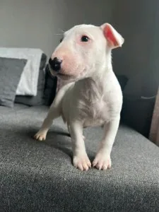 BENNY Mini English bull terrier puppies available