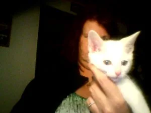 Angora perisan pure white Kittens Blue eyes