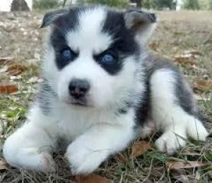 Adorable Blue Eyes Siberian husky Puppies