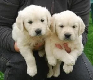 Very Playful Golden Retriever puppies available