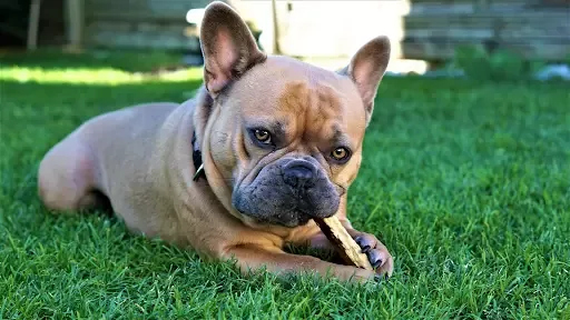Healthiest dog chews that are long lasting and made with the Yak