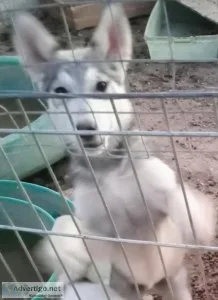 WOLF HYBRID PUPS 300