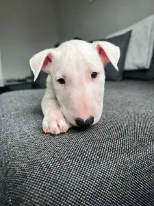 REMI Mini English bull terrier puppy
