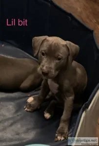 Pitbull puppies for sale