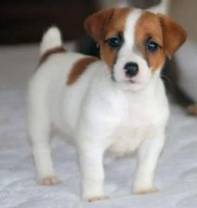 Well trained Jack Russell puppie