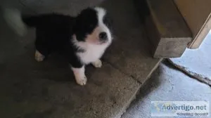 Puppies for sale