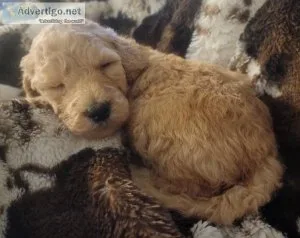 F1bb goldendoodle