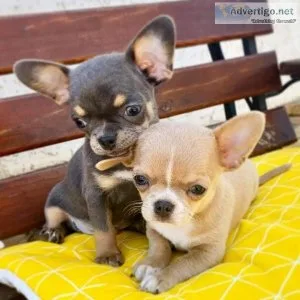 Jolly Home raised teacup chihuahua puppies ready for theier fore
