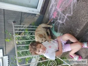 Puppy