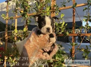 Boston Terrier Puppies