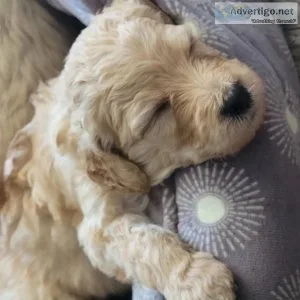 Goldendoodle puppies