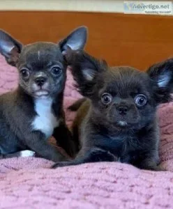 Faithful most loyal trained chihuahua puppies(202)978-8737