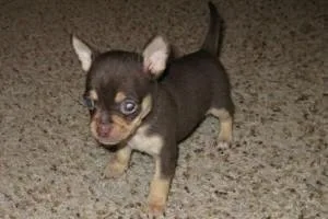 Two Chihuahua Puppies Available Now