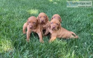 Vizsla puppies AKC