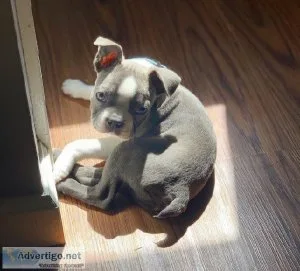 Male and Female Boston terriers puppies available