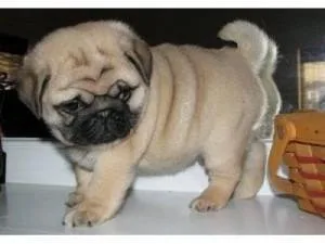 Registered Pug Puppies Available