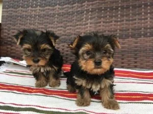 Yorkie puppies available