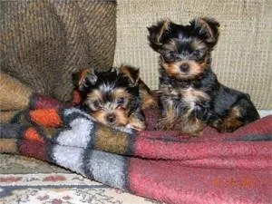 Well trained T-cup Yorkie puppies available