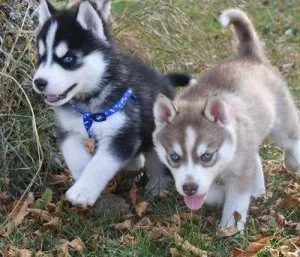 AKC reg. Micro-teacup Siberian Husky Puppies for sale.