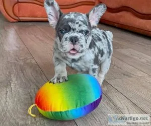 Gorgeous French Bulldog puppies.