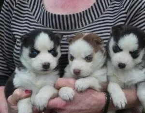 Purebred Siberian Husky puppies- Blue Eyes