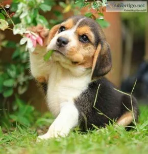 BEAUTIFUL BEAGLE PUPPIES AVAILABLE FOR CARING HOME..7300930479
