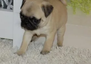 Adorable Pug puppies for sale.