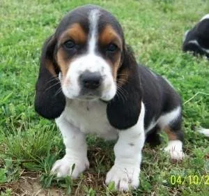 Healthy Basset Hound Puppies for sale