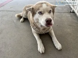 Siberian Husky - 4 years old