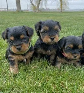 Yorkie Puppies For Sale