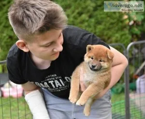 SHIBA INU PUPPIES AVAILABLE