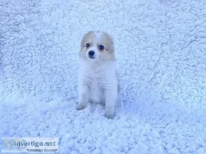 Pomeranian Puppies