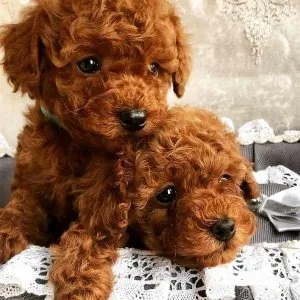 Pure Toy Poodle Puppies for Sale