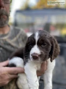 English Springer Spaniel puppies