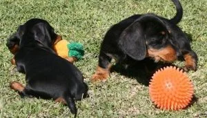 Gorgeous Dachshund Puppies Available.