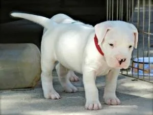 Cute Dogo Argentino puppies for sale