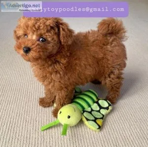 Toy poodle puppies with baby faces