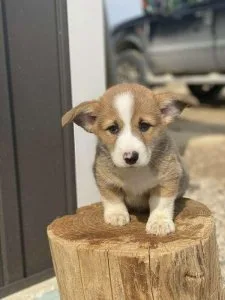 Corgi Puppy Available Today