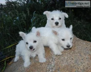 AKC reg. West Highland White Terrier puppies