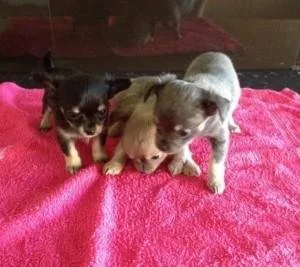 Beautiful Tiny Chihuahua Puppies