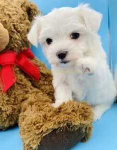 AKC Teacup Maltese Puppies For Sale.