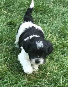 Lovely Shihpoo Puppies
