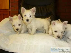Excellent West Highland Terrier Puppies
