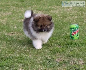 Meet our stunning Pomeranian puppies available.