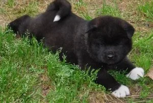 Cute Akita puppies.
